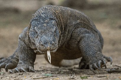 Heboh Komodo Gigit Turis Asal Singapura Saat Asyik Memotret, Begini Kronologinya