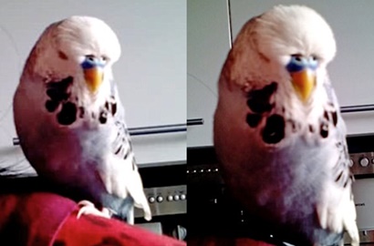 Unik, Burung Ini Bisa Ngoceh Seperti Layaknya Karakter Star Wars
