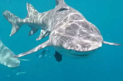 Asyik Syuting di Sarang Predator Laut, Bintang Film Panas Ini Dicabik Hiu