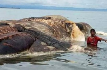 Gegerkan Warga Maluku, Begini Penampakan Hewan Aneh Terdampar Sepanjang 22 Meter