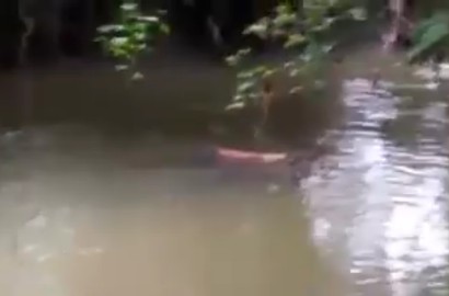 Gegerkan Publik, Video Buaya 'Kembalikan' Jasad Manusia Dimuat Media Asing