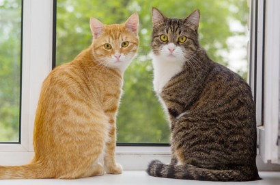 Jangan Kaget Bila Kucing Disukai Banyak Orang, 8 Fakta Psikologis Ungkap Hewan Ini Sangat Populer