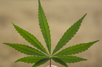 Ganja Jadi Obat Tuai Kontroversi, 7 Sepak Terjang Tentang Tanaman Terlarang Ini di Negara Lain