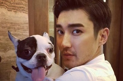 Keluarga Siwon Akhirnya Dikenai Denda Soal Bugsy, Netter Protes Soal Ini