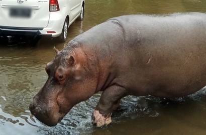 Geram Satwanya Dicekoki Minuman Beralkohol, Ini Kata Taman Safari