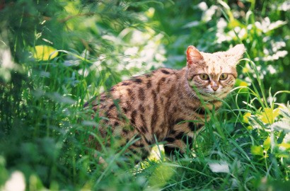 Nggemesin Banget, Eh... Siapa Sangka Makhluk Imut Ini Jadi Kucing Paling Mematikan di Dunia?