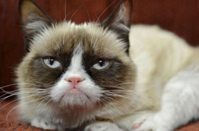 Ada-Ada Aja, Perusahaan Kopi Harus Ganti Rugi Rp 9,4 M ke Kucing Gara-Gara Foto