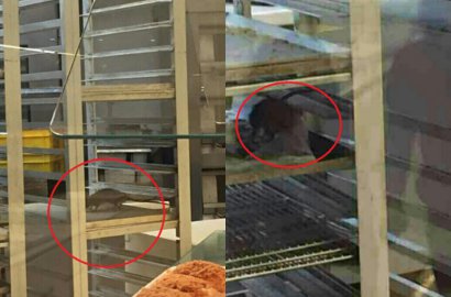 Viral Video Tikus Berkeliaran, Gerai Roti Langsung Minta Maaf