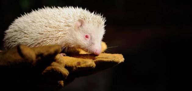 serba serbi albino