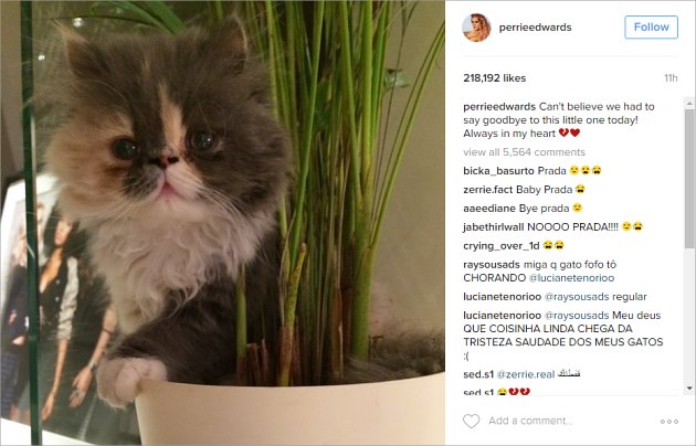 Kucing Perrie Edwards