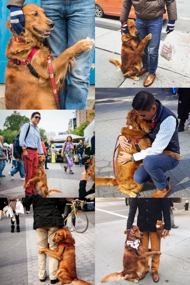 anjing suka peluk orang