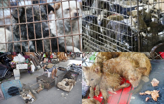 Dilarang, Bisnis Restoran Daging Anjing dan Kucing Malah Membaik