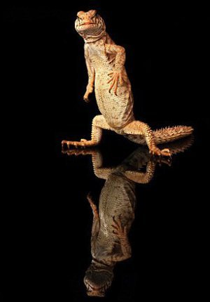 lagu tokek lagu tokek