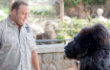 Video: Gorila Kendarai Mobil Kevin James di 'Zookeeper'