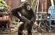 Video: Kera Gunakan Senjata di Promo 'Rise of the Planet of the Apes'