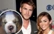 Miley Cyrus Hadiahi Liam Hemsworth Anak Anjing