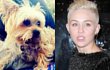 Miley Cyrus Patah Hati Ditinggal Mati Anjingnya