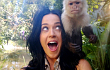 Katy Perry Gendong Monyet di Pembuatan Video Musik 'Roar'
