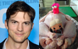 Resmi Cerai, Ashton Kutcher Gembira Rayakan Thanksgiving