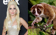 Lady GaGa Diisukan Digigit Kukang Saat Syuting MV 'G.U.Y'