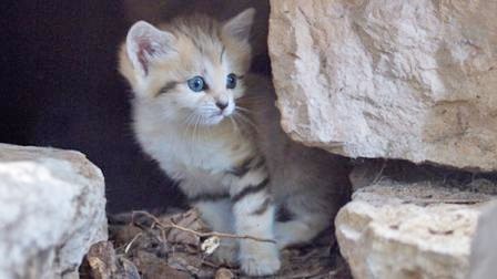 Kucing Pasir Langka Lahir di Israel