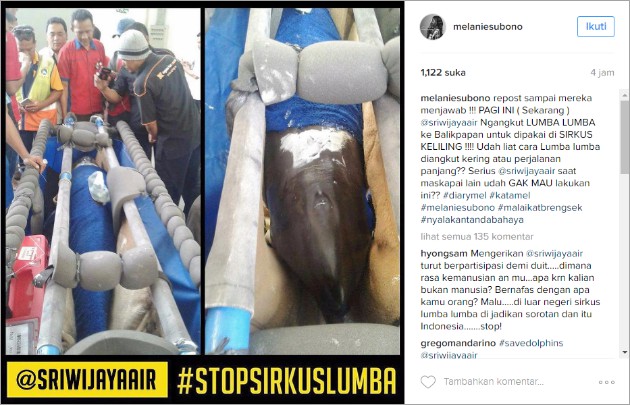 Sriwijaya Air Klarifikasi Protes Pengangkutan Lumba-Lumba dengan Pesawat