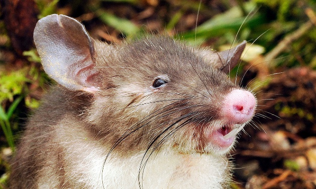 tikus jenis baru